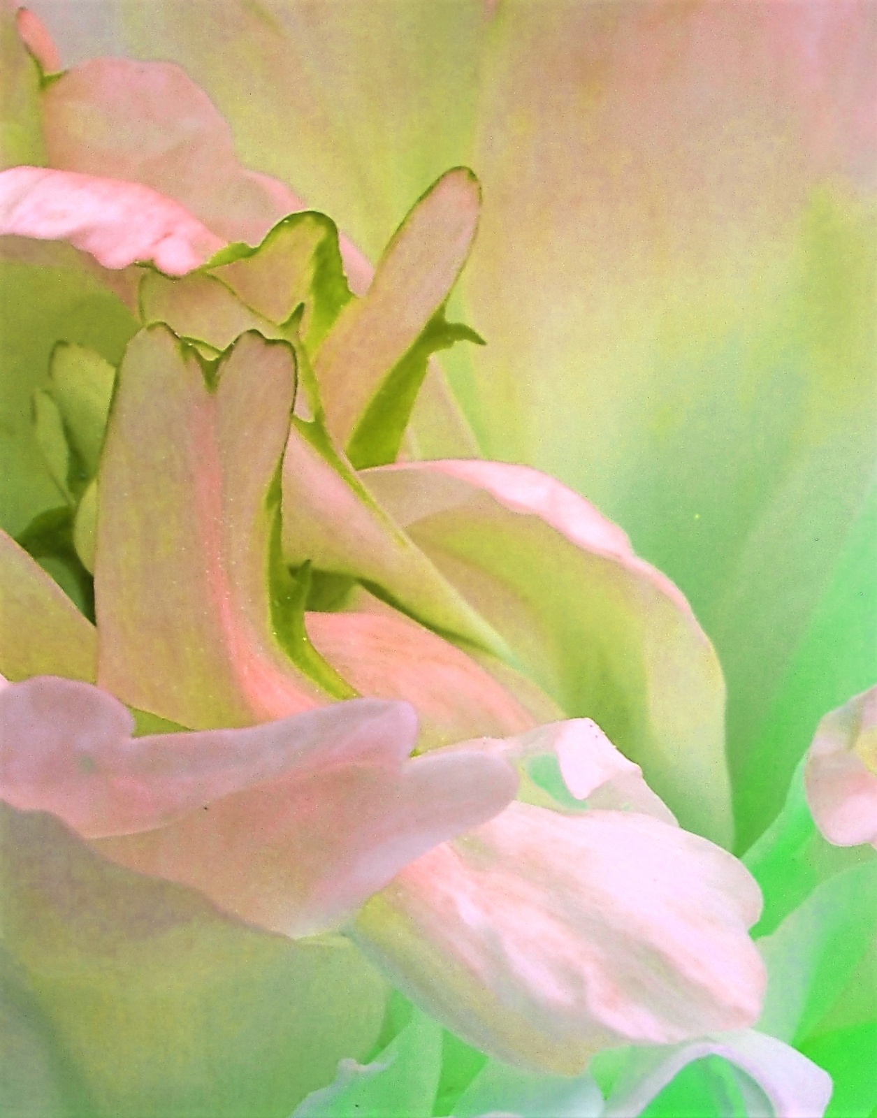 A Study in Pink and Green